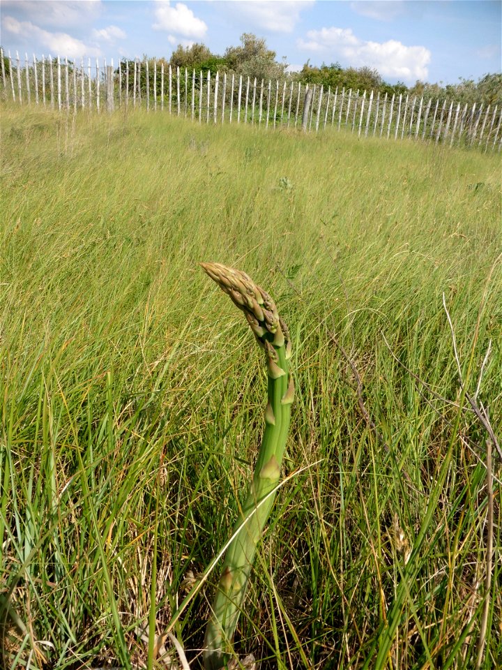 Asparagus officinalis subsp. officinalis L., 1753
