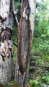 Aspen-target-canker-2018-StandardCreekRd-Alaska-1