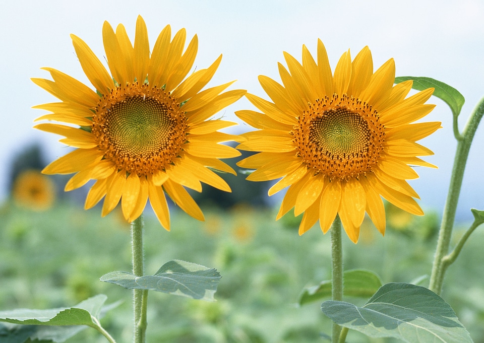 Beautiful Sunflower Against a Blue Sky in the Field