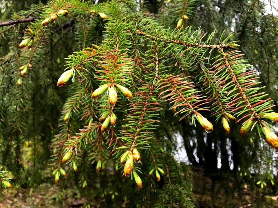 Lirula-macrospora-foliar-symptoms-Tongass-3