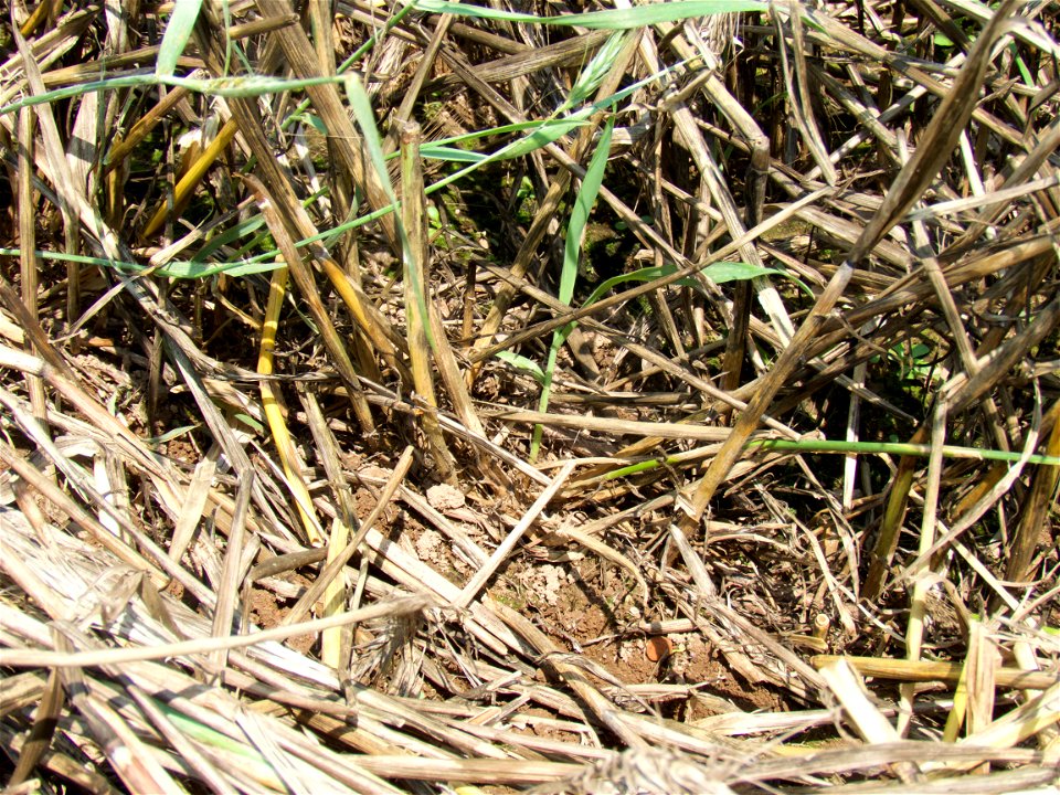 ROLL rye regrowth