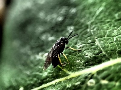 Birch-leafminer-adult-ovipositing-Alaska