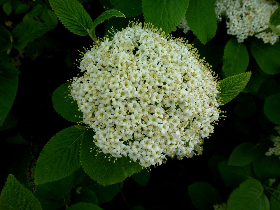 Viburnum lantana L., 1753