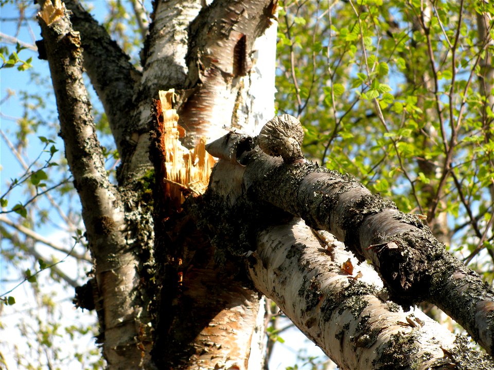 Fomitopsis-betulina-conks-birch-snag-Alaska