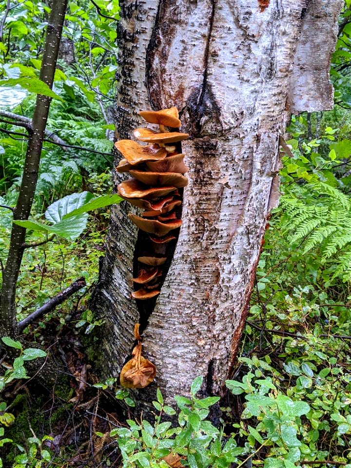 Pholiota-on-live-birch-Denali-State-Park-Alaska-1