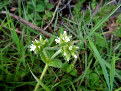 Cerastium glomeratum Thuill., 1799