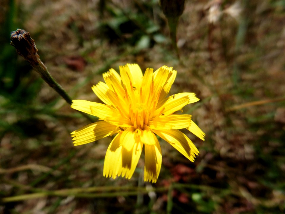 Scorzoneroides autumnalis (L.) Moench, 1794