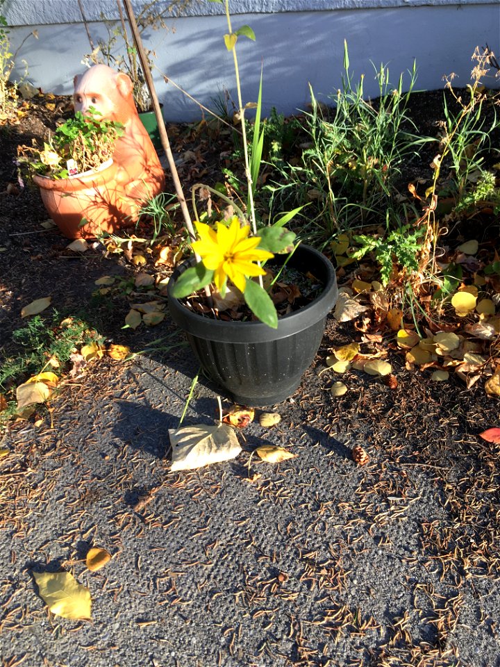 This year’s sunflower