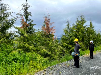 Western-redcedar-with-dead-tops-managed-stand-June-2022-Prince-of-Wales-TongassNF-2