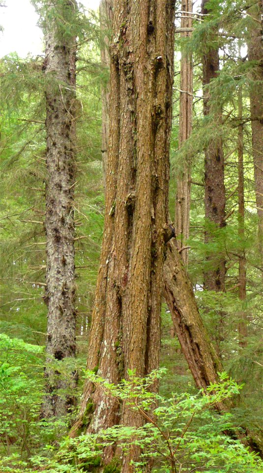 Hemlock-fluting-Tongass-3