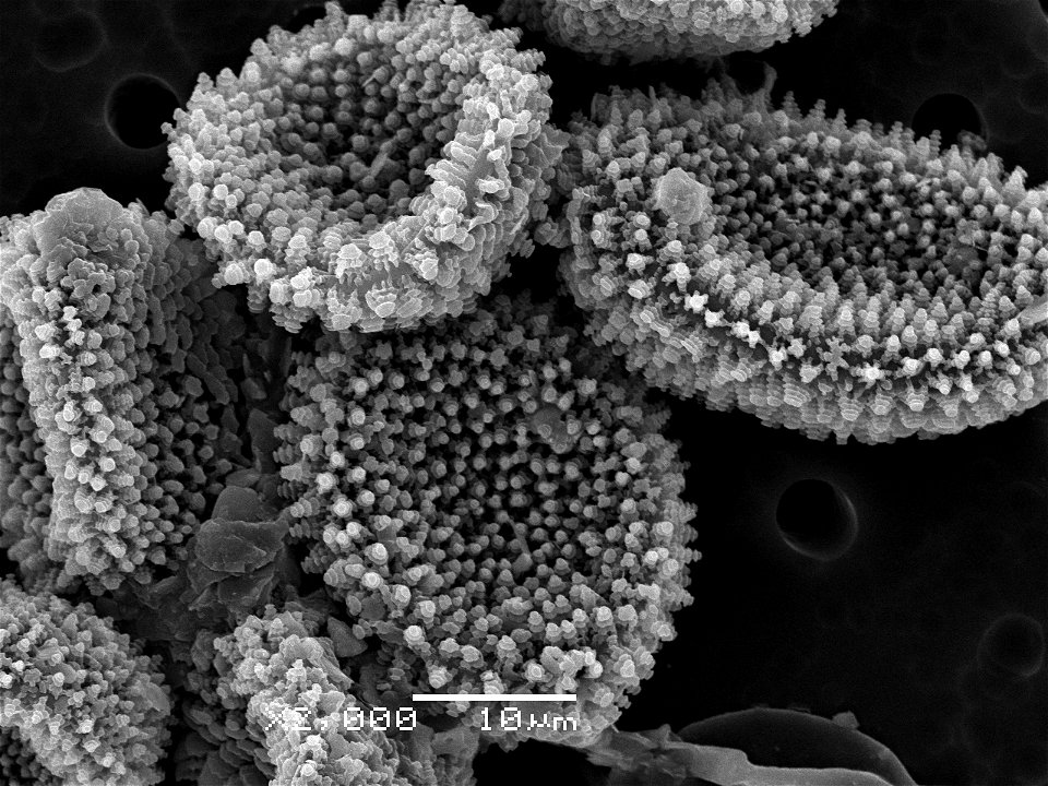 Chrysomyxa-ledicola-spore-Electron-Micrograph-Alaska