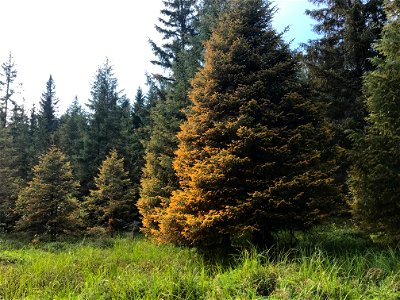 Sitka-spruce-trees-heavy-spruce-needle-rust-Juneau-Tongass-3 photo