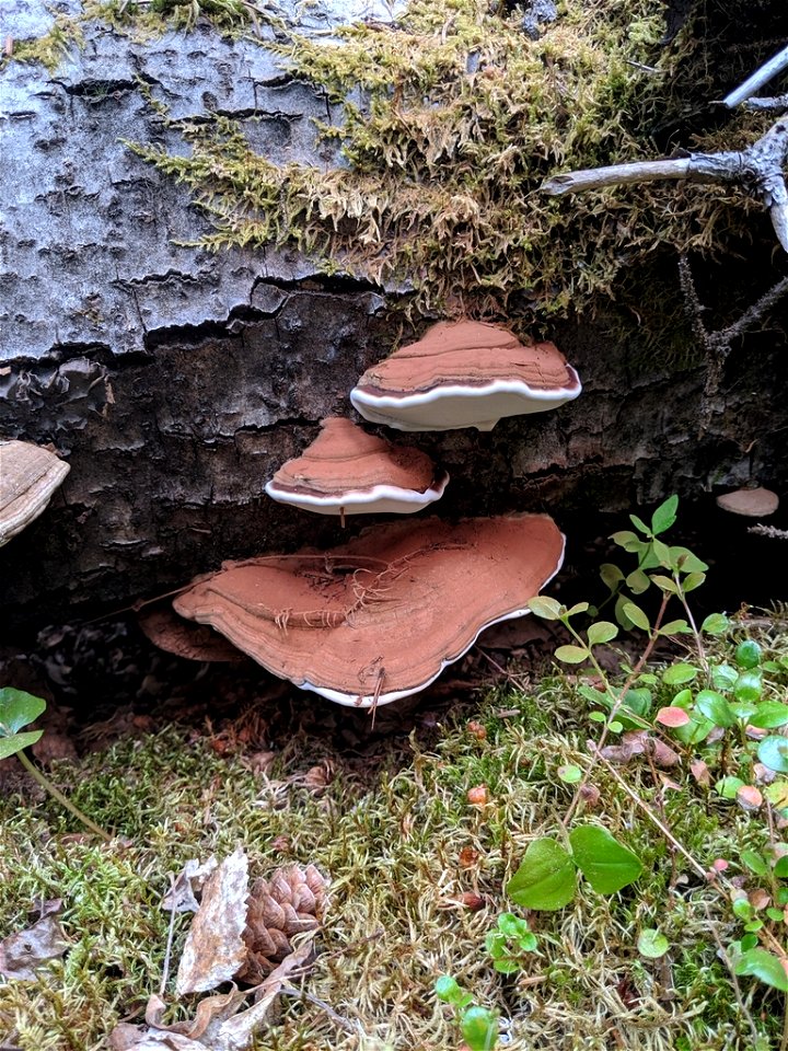 Ganoderma-applantum-on-dead-Populus-tremuloides-Moose-Pass-Alaska