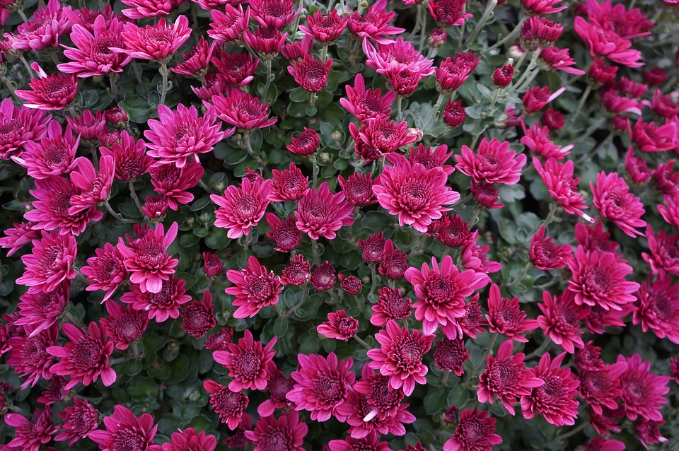 beautiful pink chrysanthemum