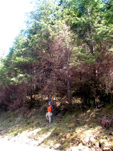 Hemlock-canker-symptoms-Prince-of-Wales-IsTongass-4 photo