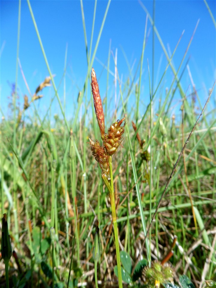 Carex liparocarpos Gaudin, 1804