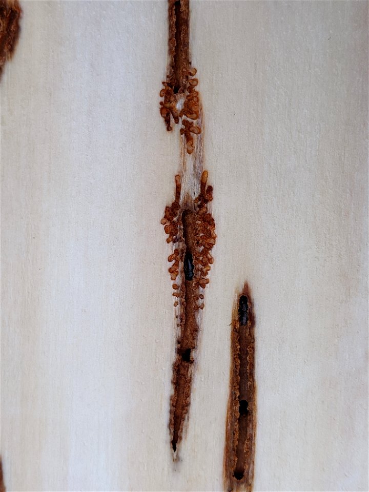 Northern-spruce-engraver-adults-and-galleries-Alaska-2