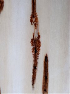 Northern-spruce-engraver-adults-and-galleries-Alaska-2