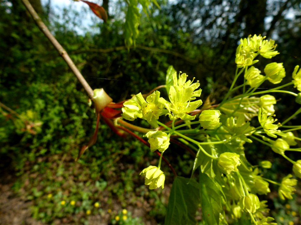 Acer platanoides L., 1753