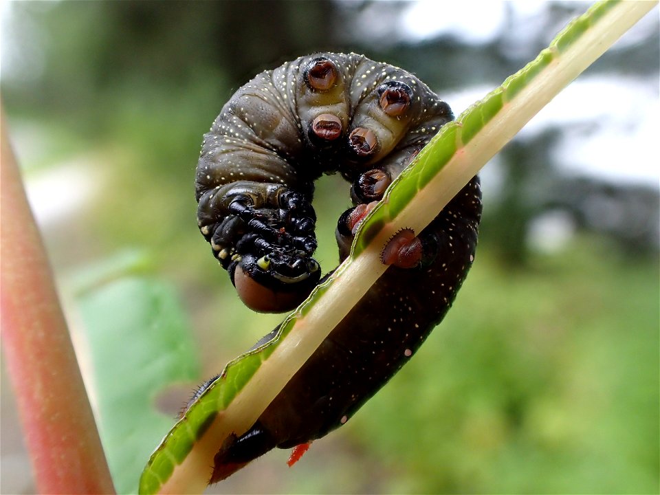 Fireweed-hornworm-larva-Tongass-2