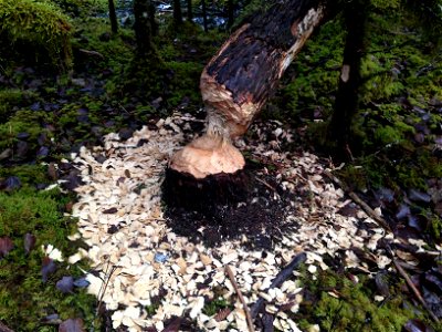 Beaver-damage-cottonwood-Tongass photo