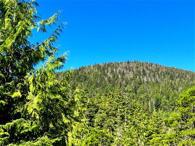 Western-blackheaded-budworm-damage-TongassNF