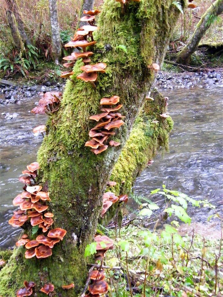 Armillaria-mushrooms-red-alder-Oregon