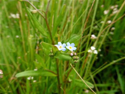 Myosotis laxa subsp. cespitosa (Schultz) Hyl. ex Nordh., 1940