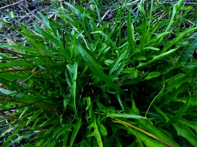 Scorzoneroides autumnalis (L.) Moench, 1794