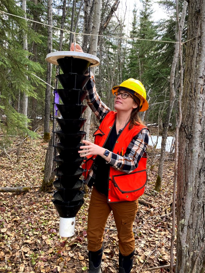 Sydney-Brannoch-spruce-beetle-trap-2021-Fairbanks-Alaska-LoriWinton
