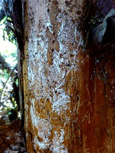 Yellow-cedar-decline-Armillaria-Tongass