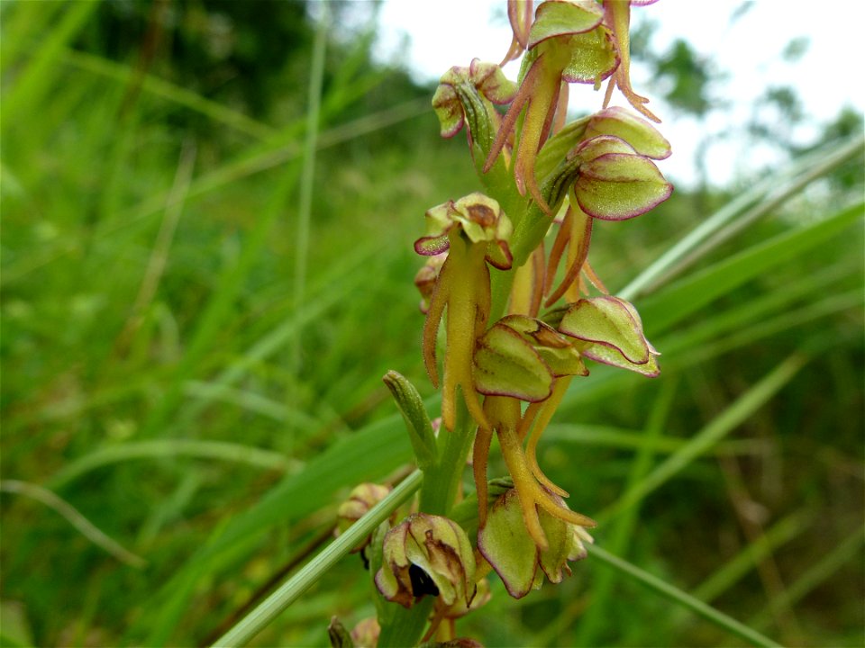 Orchis anthropophora (L.) All., 1785