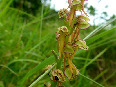 Orchis anthropophora (L.) All., 1785