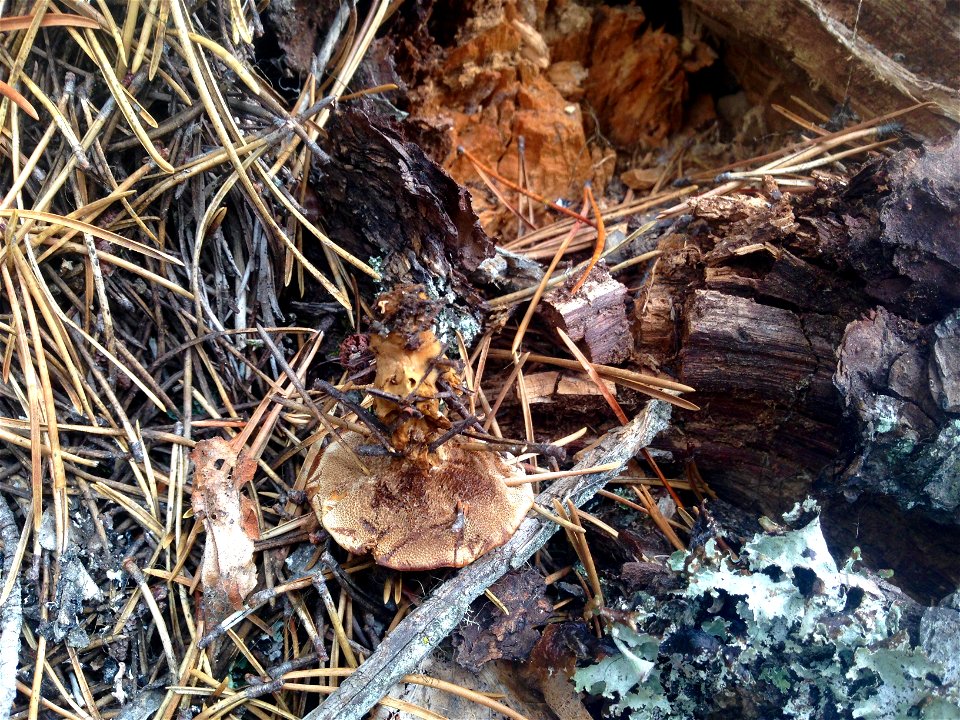 Tomentosa-conk-shore-pine-Haines-Alaska-1