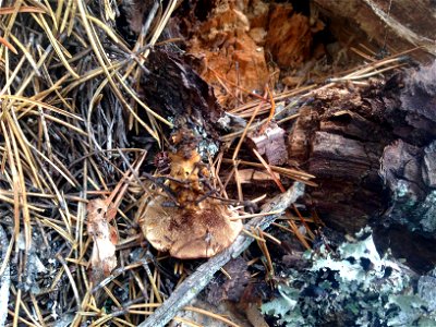 Tomentosa-conk-shore-pine-Haines-Alaska-1