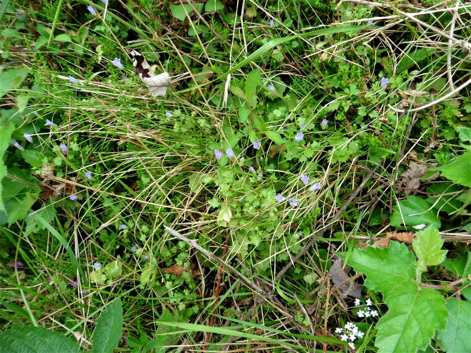 Wahlenbergia hederacea (L.) Rchb., 1827