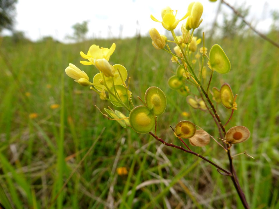 Biscutella guillonii Jord., 1864