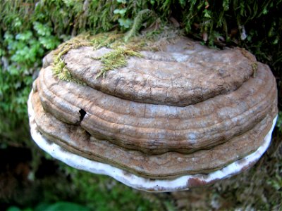 Ganoderma-applanatum-Tongass-3 photo