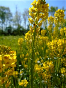 Barbarea vulgaris W.T.Aiton, 1812