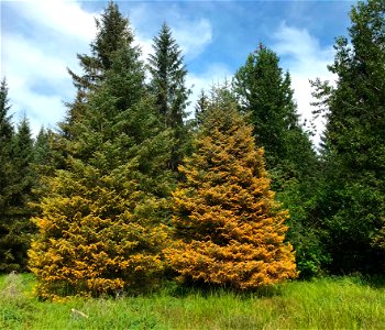 Sitka-spruce-trees-heavy-spruce-needle-rust-Juneau-Tongass-2 photo