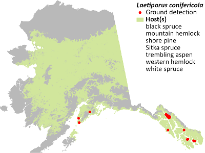 Laetiporus-conifericola-Sulfur-Fungus-detection-map-2022-Alaska photo