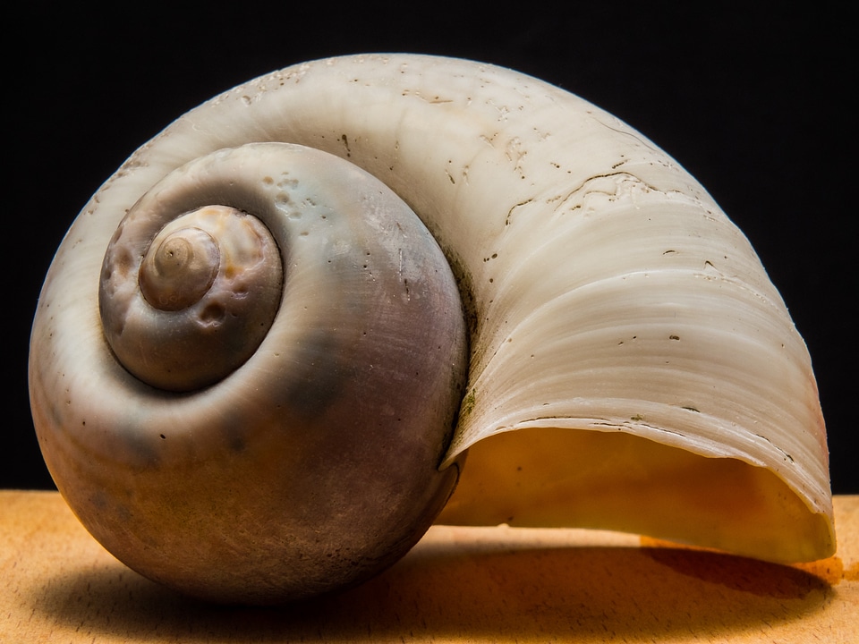 Shell snail close up