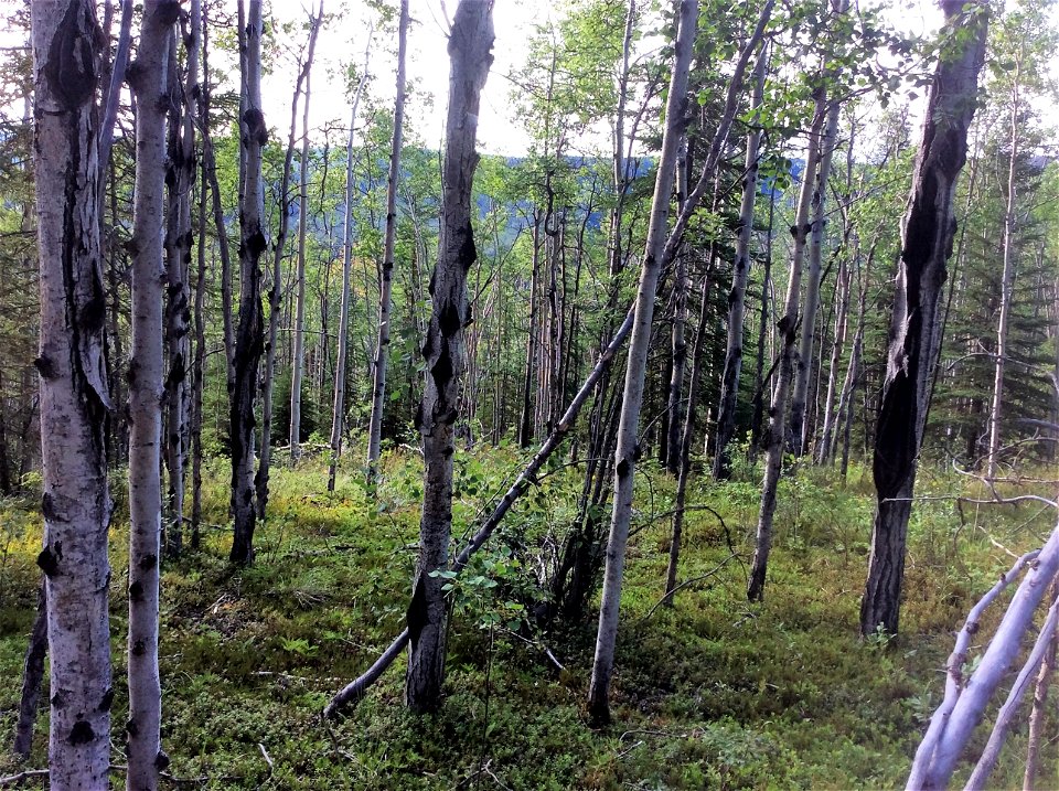 Aspen-target-canker-Alaska