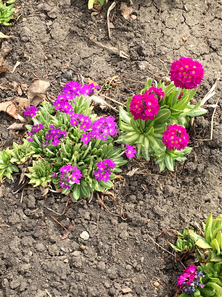 Spring flowers at Prince’s Island Park
