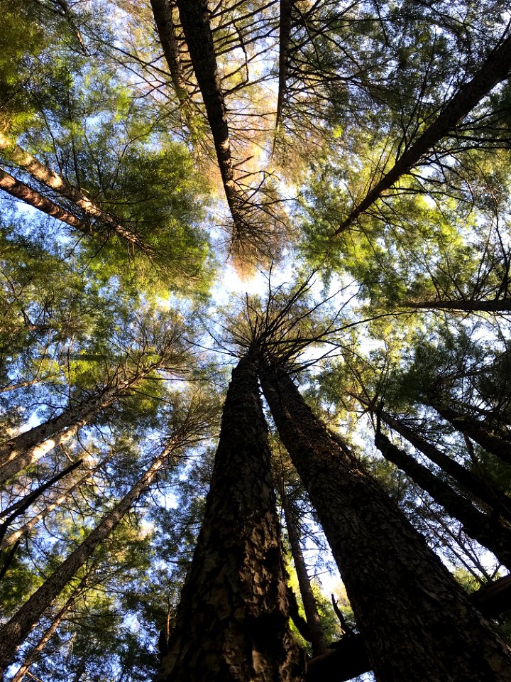 Hemlock-sawfly-feeding-damage-Tongass-7