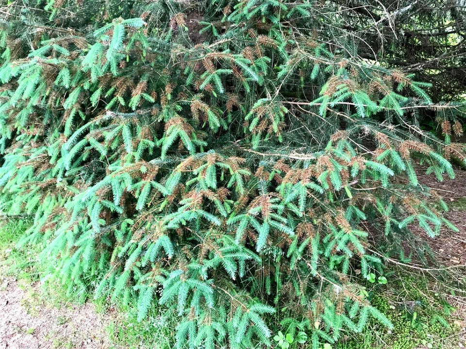 Lirula-macrospora-foliar-symptoms-Tongass-2
