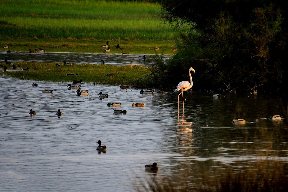 20-10-2022 Aiguamolls de l' Empordà