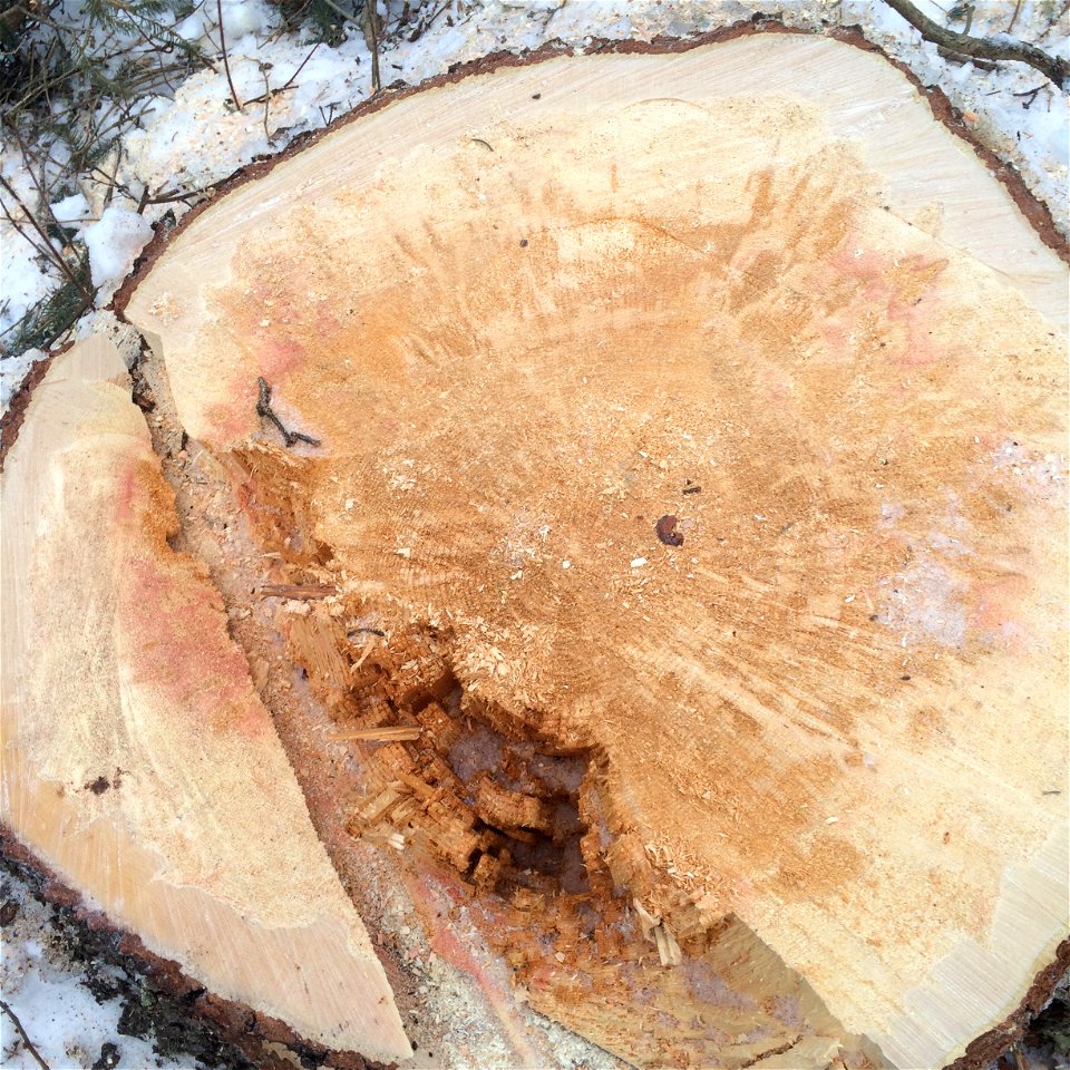 Onnia-tomentosa-decay-Alaska