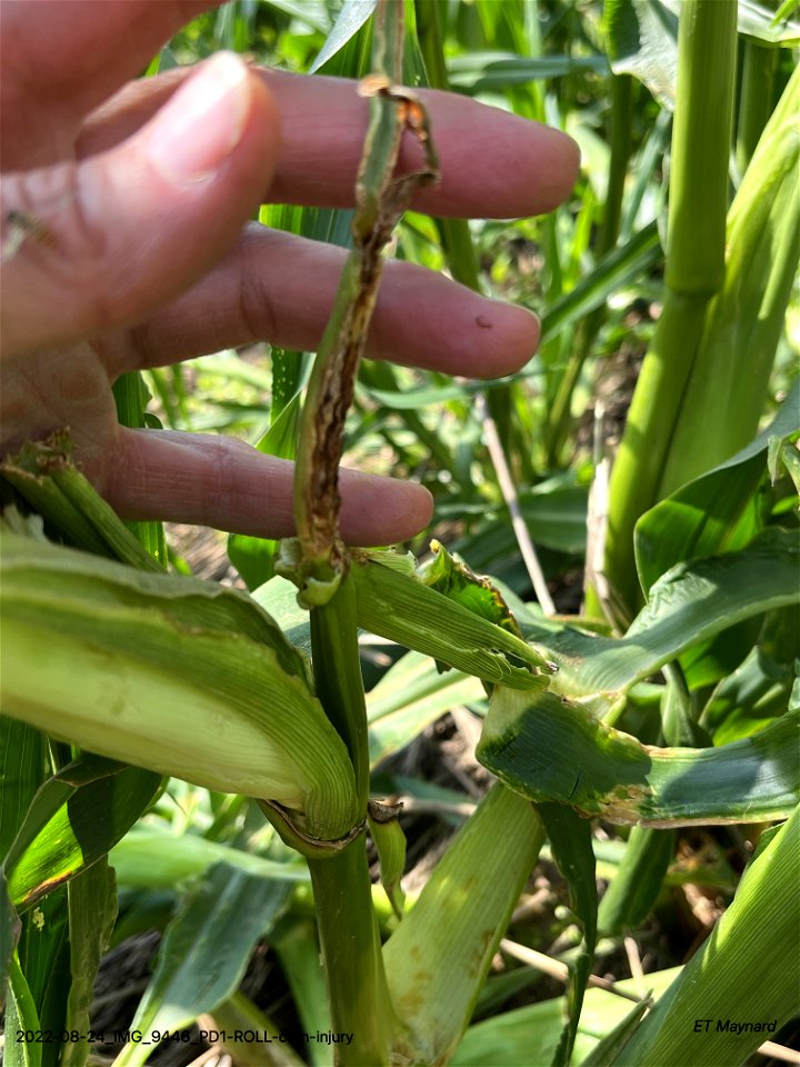 PD1-ROLL-corn-injury