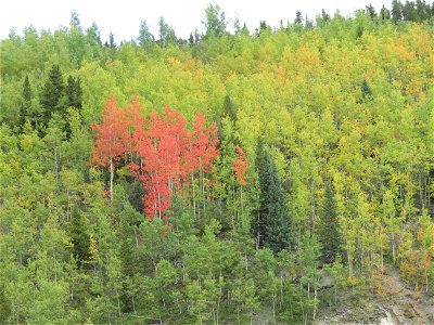 Red among the Green